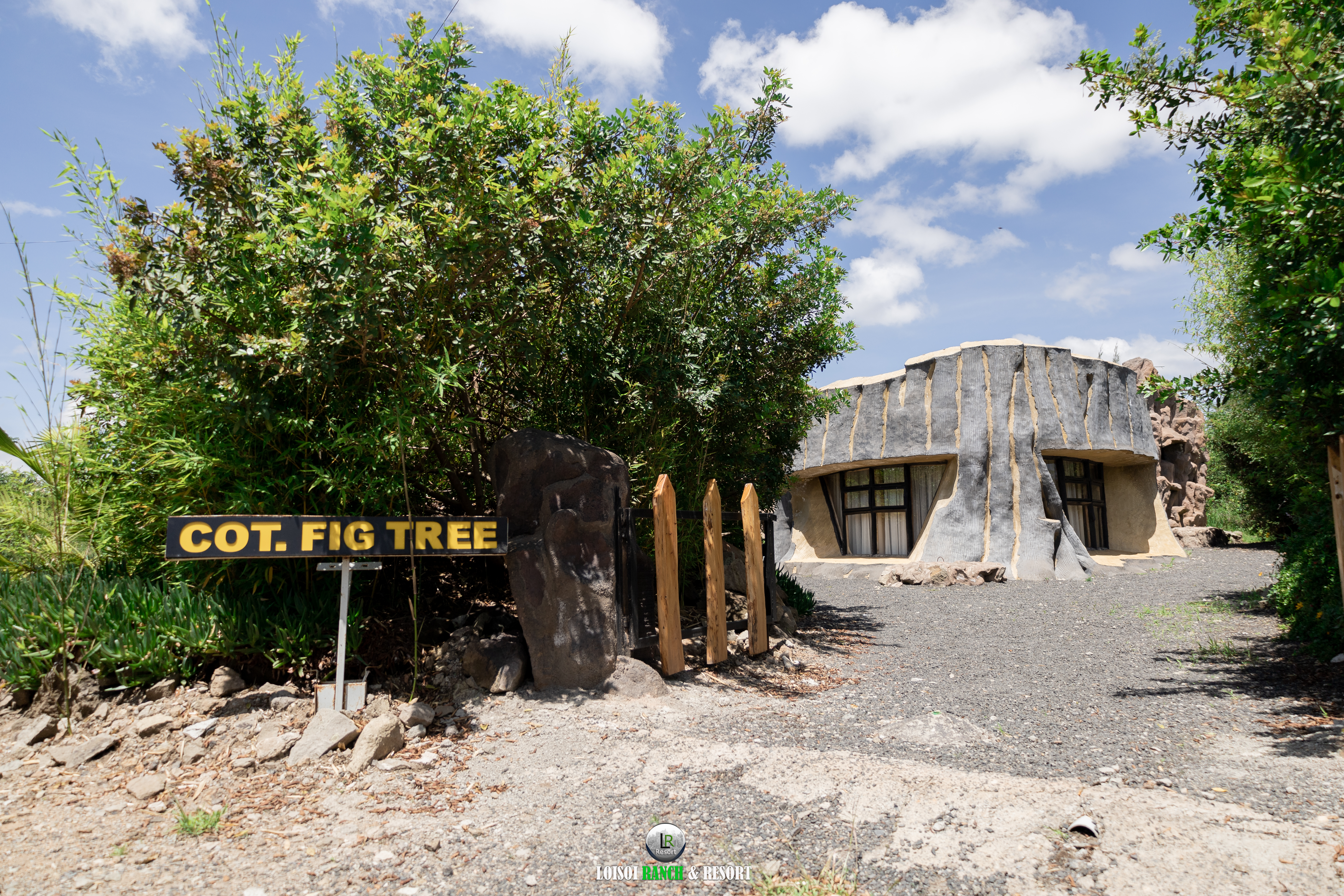 Cottage Fig Tree - Image 1